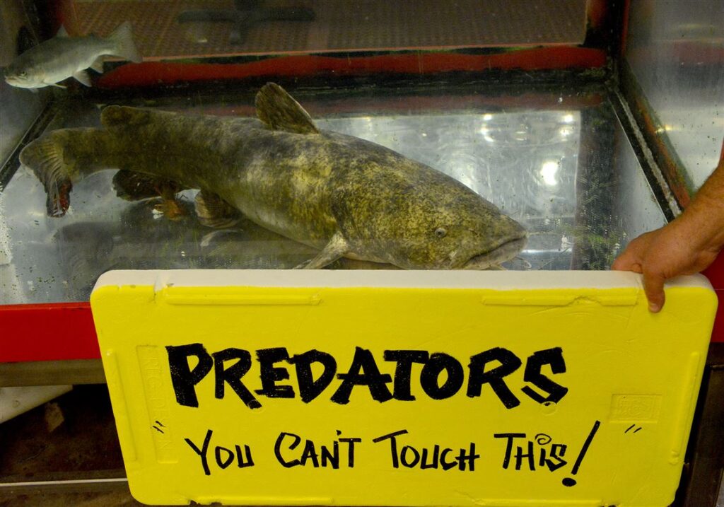 Nashville Predators catfish